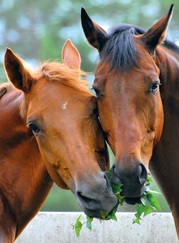 Il Mio Cav (Feb 2023) 3