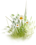 FLORITICA1