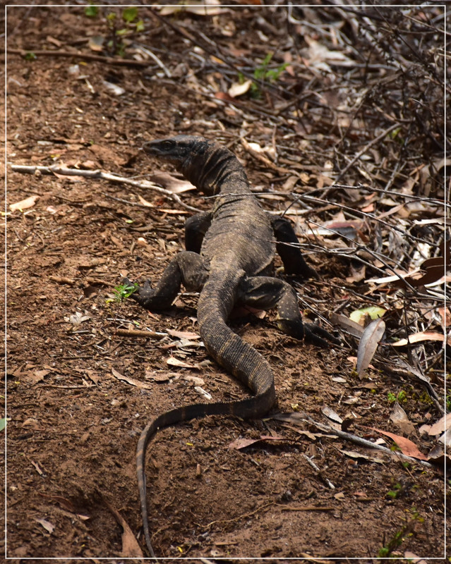 Australia (I): toma de contacto - Blogs de Australia - Kangaroo Island (30)