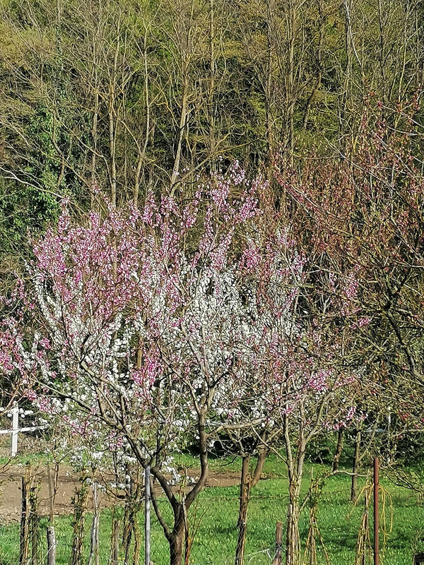 Kép
