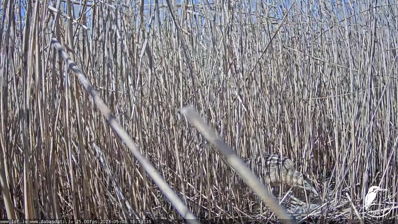 Lielais dumpis (Botaurus stellaris) Engurē - LDF tiešraide 6-7-55 screenshot