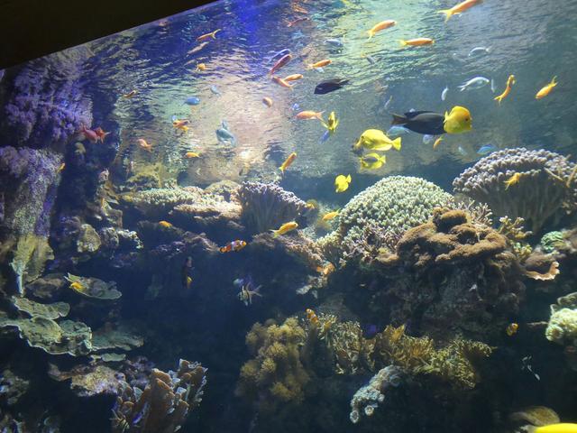 VALENCIA en un fin de semana - Blogs of Spain - Sábado 30/12: Llegada a Valencia y visita al Oceanogràfic (12)