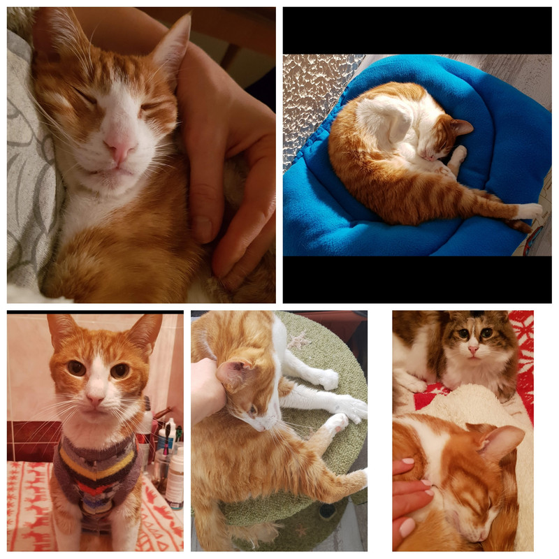 Photo Collage 1775216895836
