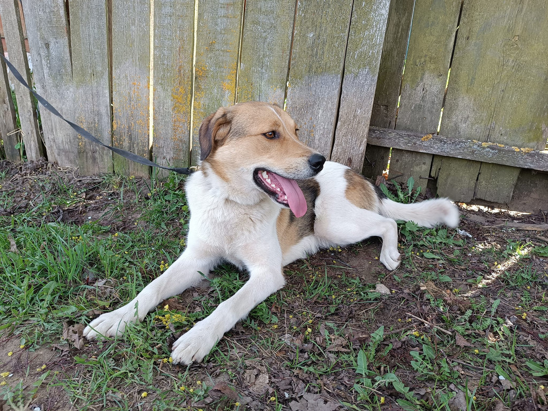 Dyusha 4 lays turned at right