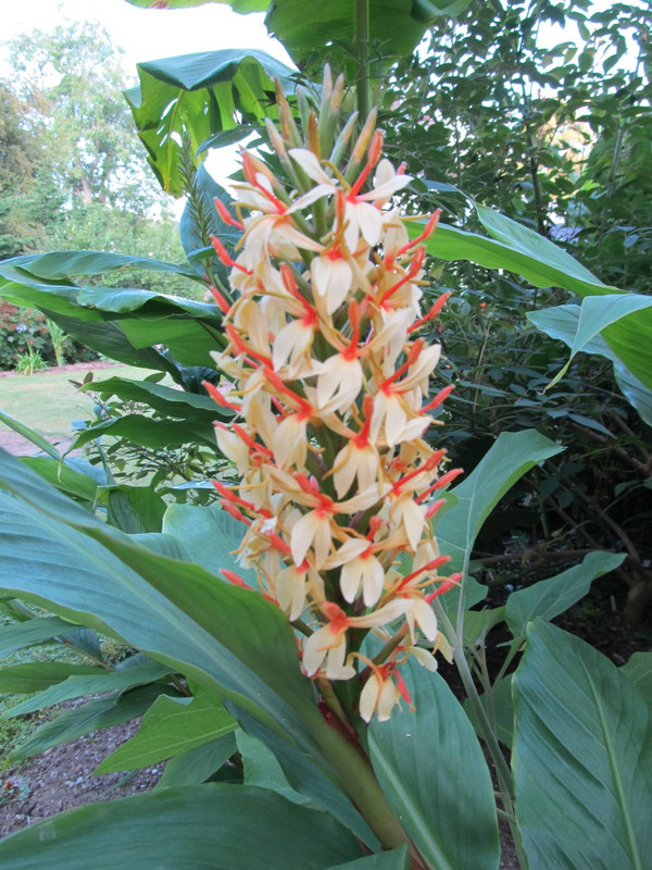 Hedychium densiflorum 'Stephen'