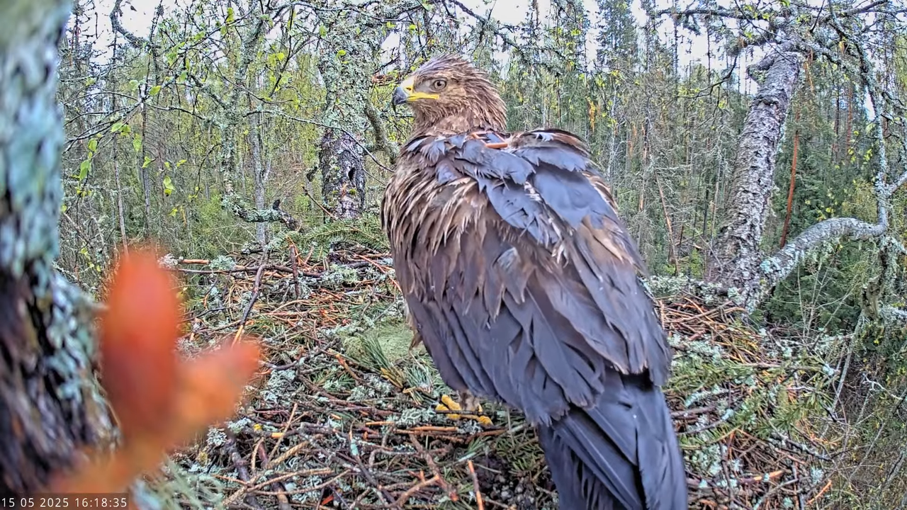 Väike-konnakotkas __ Clanga pomarina __ Lesser Spotted Eagle 14-57-0 screenshot