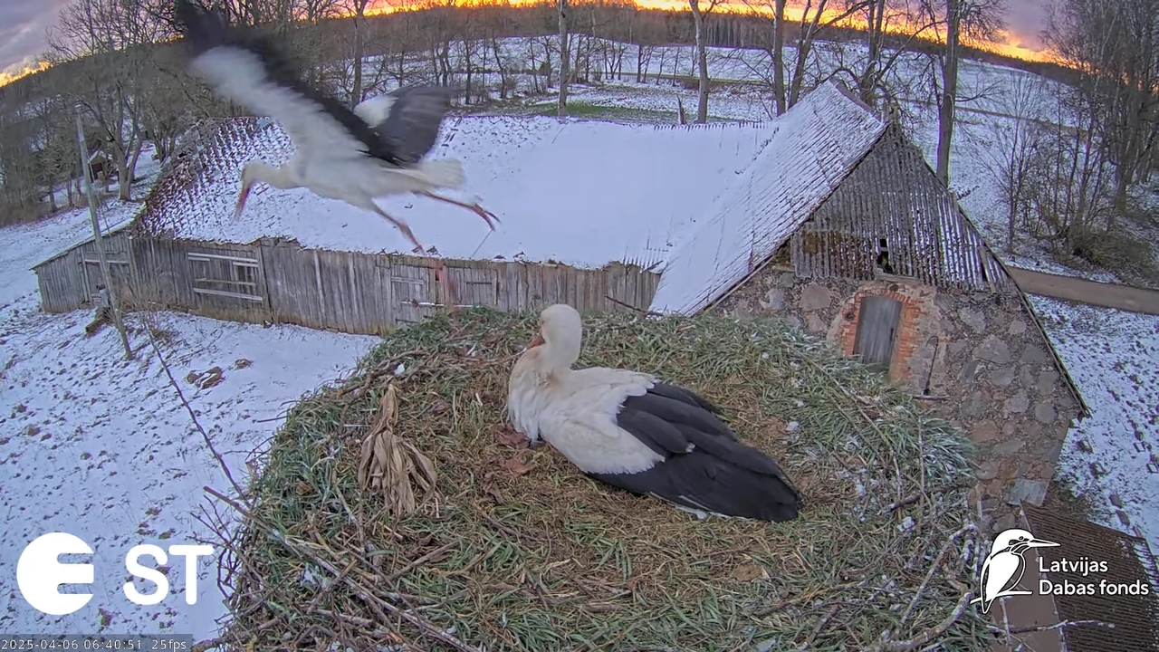 (8) Baltie stārķi (Ciconia ciconia) Tukuma novadā __ White storks in Tukums, Latvia - YouTube - 617_