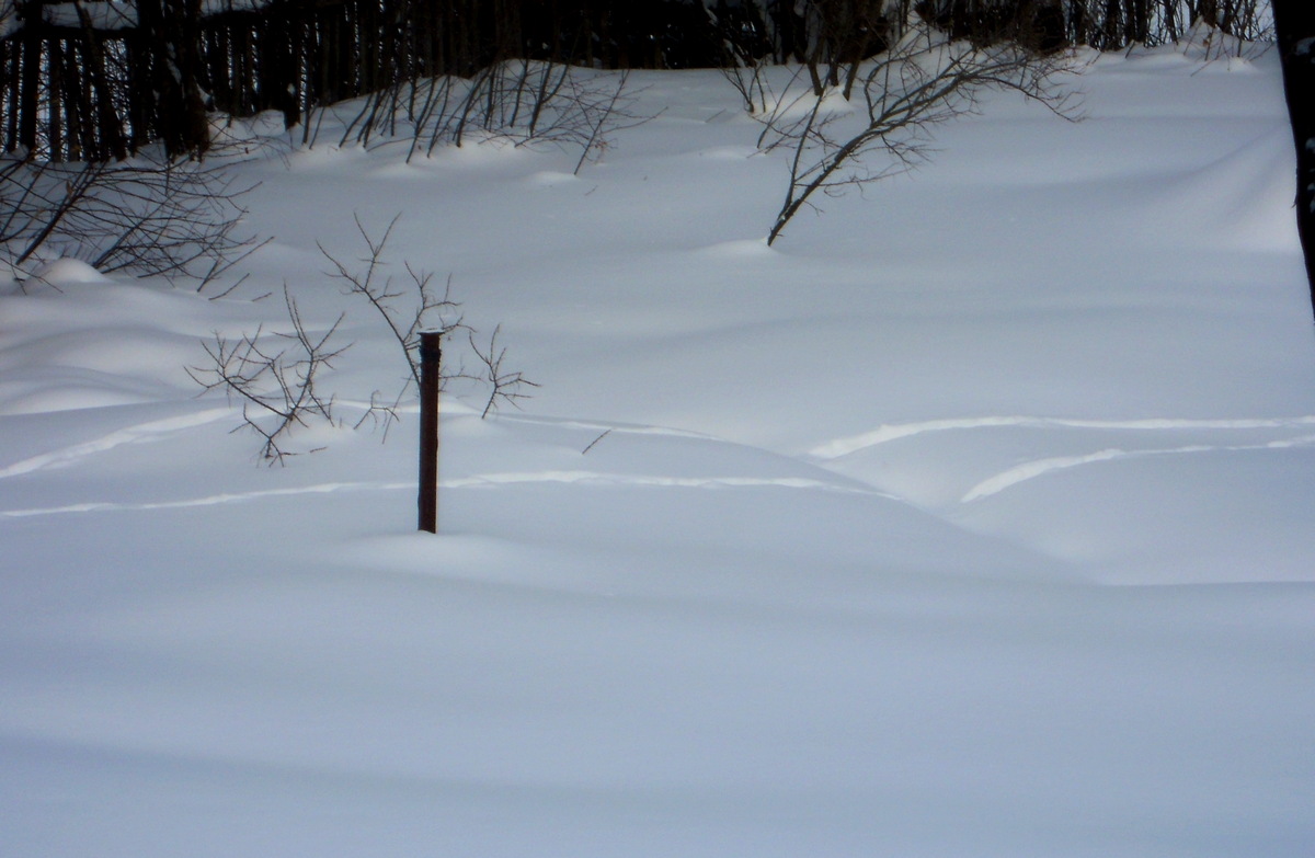 DSCN4229.jpg