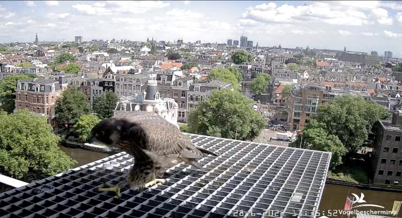 Amsterdam/Rijksmuseum screenshots © Beleef de Lente/Vogelbescherming Nederland - Pagina 33 Video-2022-06-28-113827-Moment-3