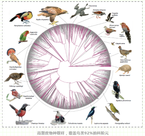 万种鸟类基因组计划第二阶段（科级别）最新研究结果-5.png