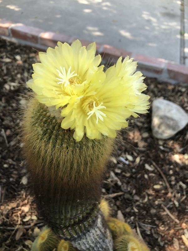 70CE3249-92DE-41F3-BF18-FA3B34A510F6_1_105_c