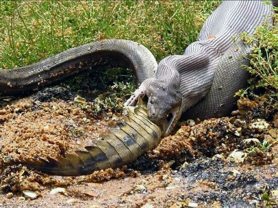 Impresionante video de una serpiente que se tragó a un caimán