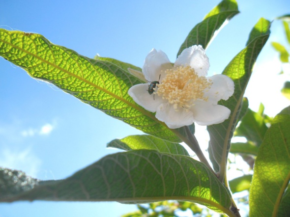 590x442xSAM_2840-1024x768.jpg.pagespeed.ic.1lPiv