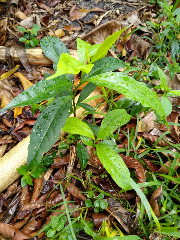 UnknownSeedling2