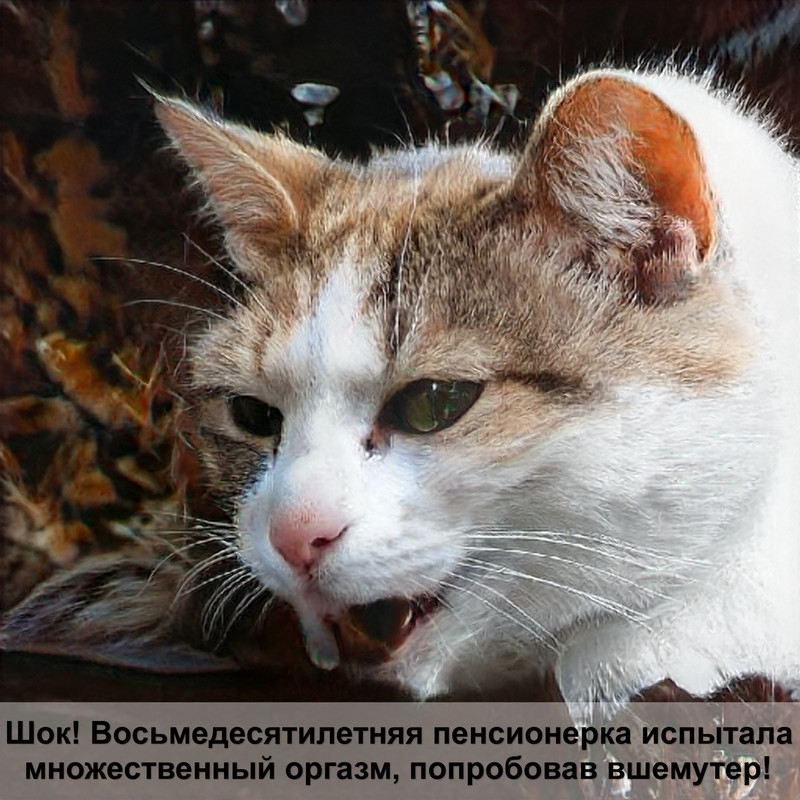 окрас циннамон шотландских кошек