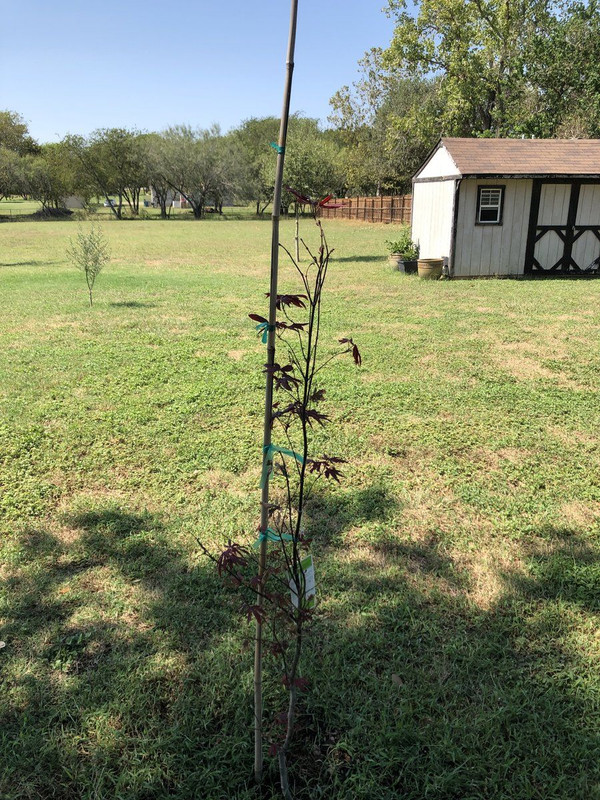 Japanese Red Leaf Maple tree ii