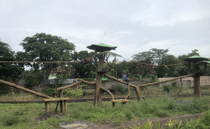 Solo Safari kini punya area Primate Island. Area ini menjadi tempat tinggal orangutan yang bebas bergelantungan.
