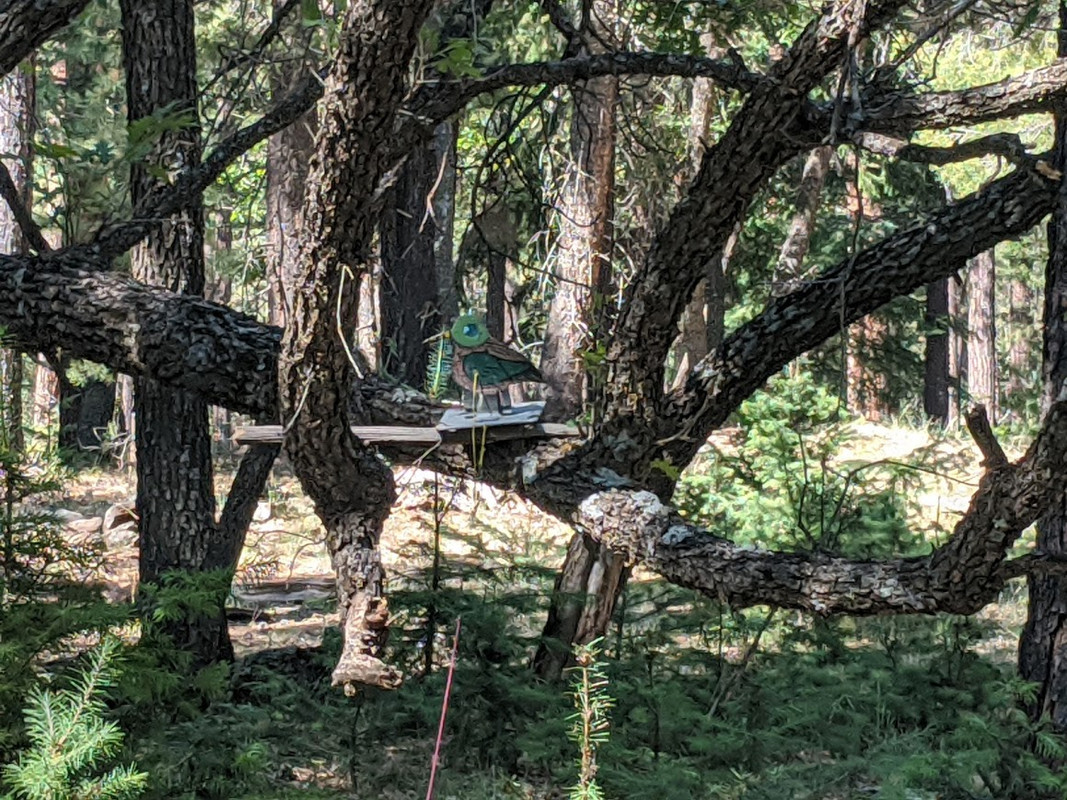 bird in tree up close