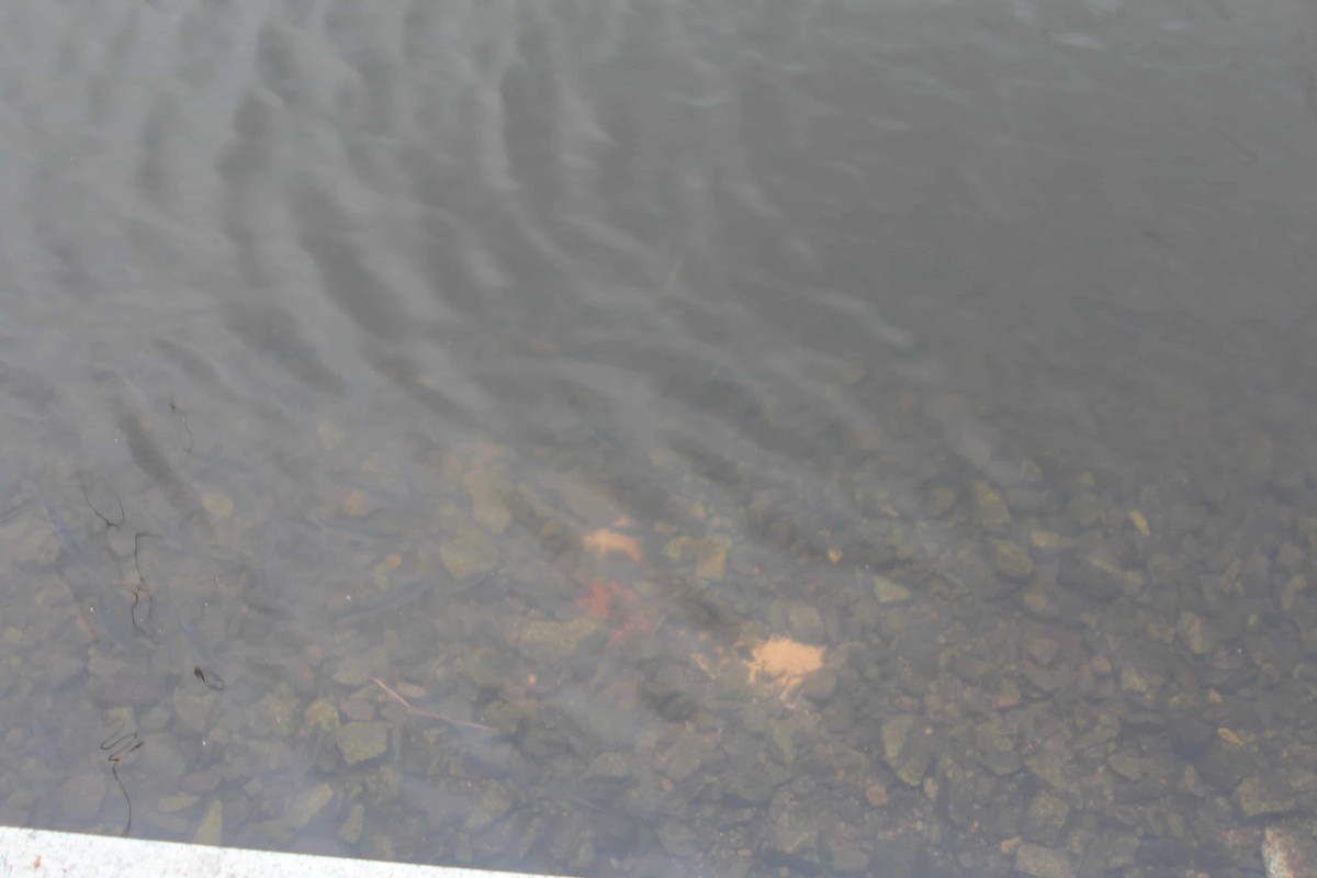 IMG_8942_новый размер