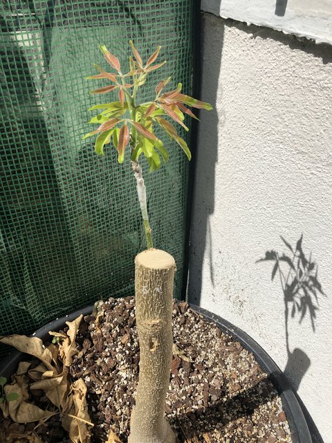 34A77932-6186-404D-A480-0CF1D071C2C1