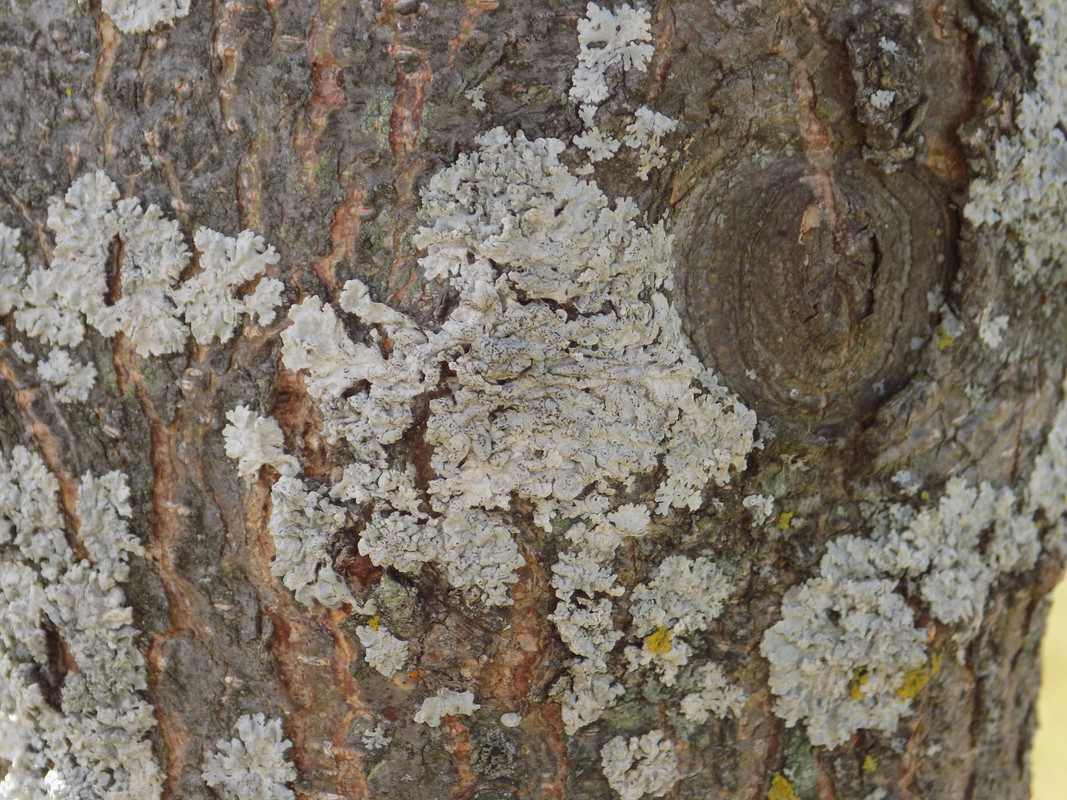 A light-grey foliose lichen with tiny brown spots growing on a tree trunk around a cut branch.