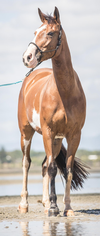 paint-horse-on-beach-by-xxmysterystockxx-de13ilc-fullview.jpg