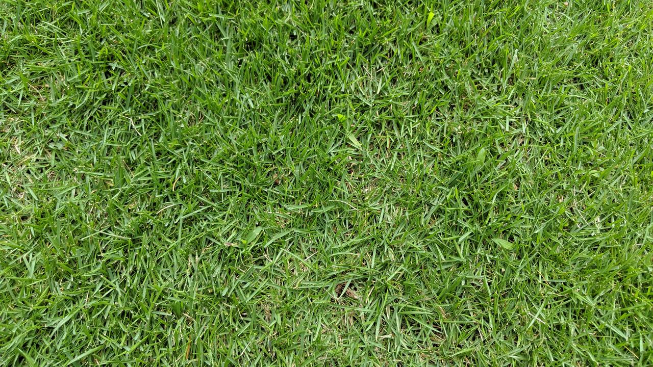 Zeon zoysia weed control (new sod) Lawn Care Forum