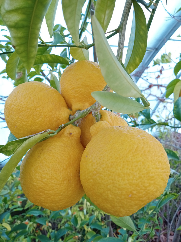 IMG 20260118 154827730 MFNR