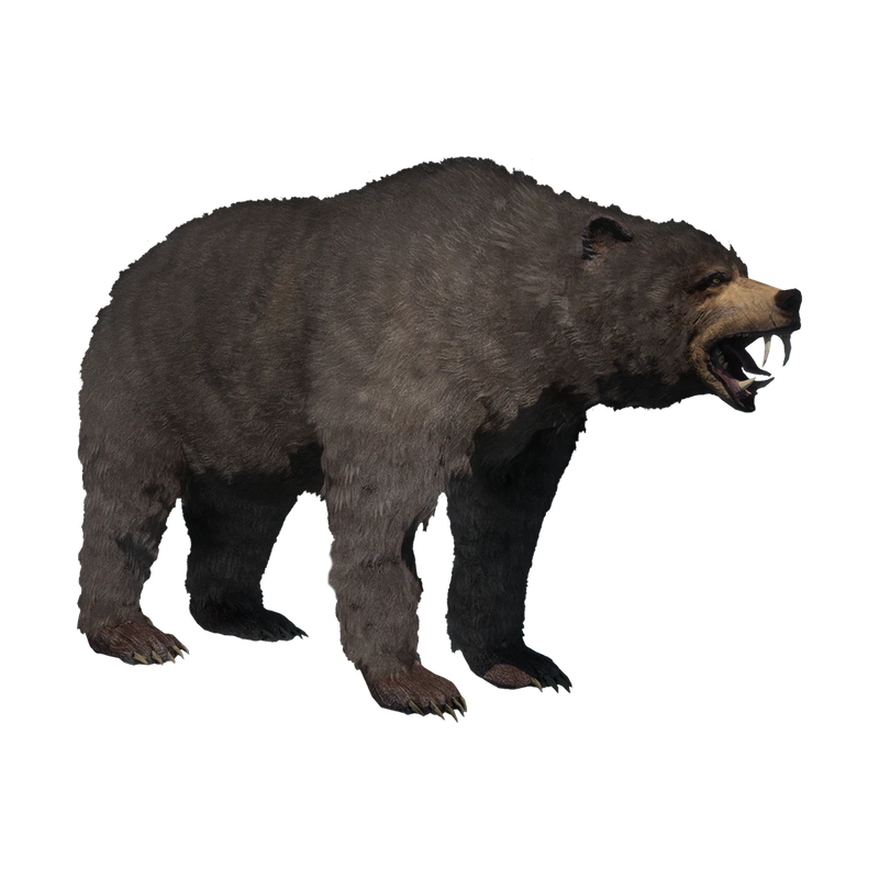 Bear