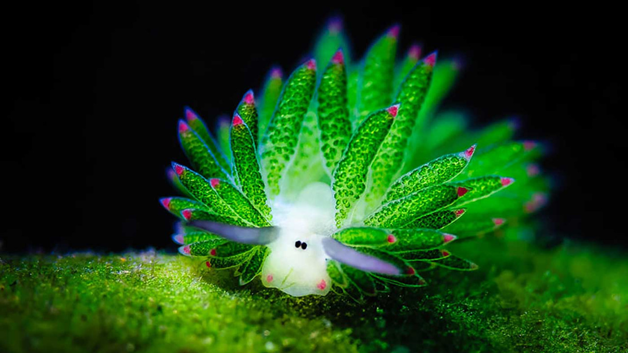 leaf sheep sea slug costasiella kuroshimae