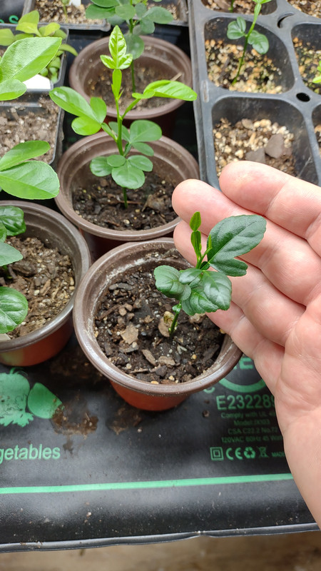 IMG_20240411_144348837_HDR