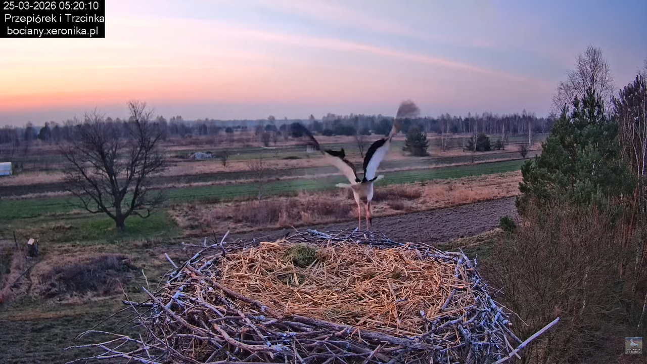 25032026bociany 5