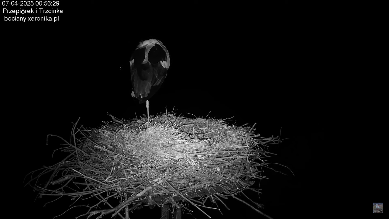 07042025bocian (2)