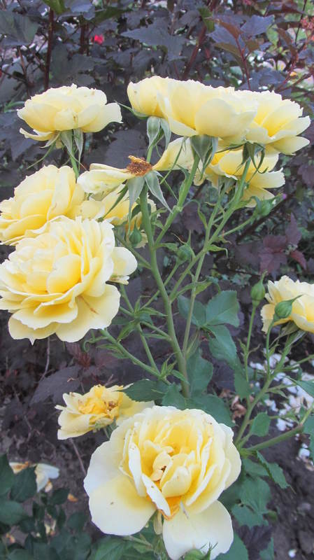 051