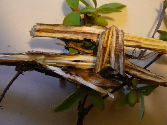 P1300784 — Postimages