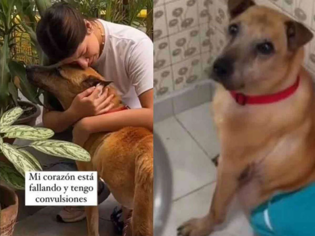 Comparte la triste despedida a su perrito antes de morir: 'Mi último día en la Tierra'