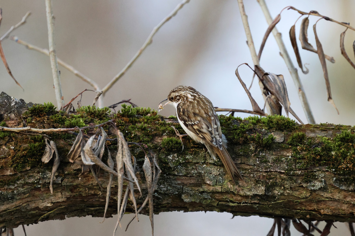 5E3A3455-topaz-denoise-sharpen