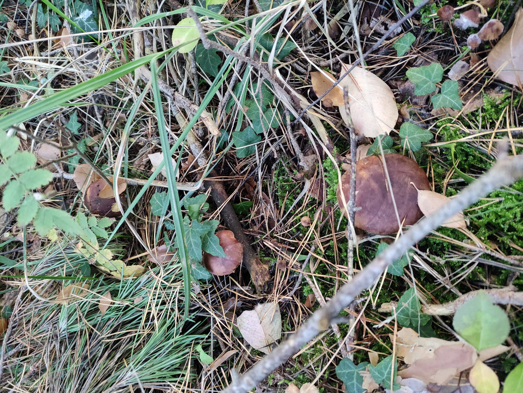 IMG-20221009-150924-1.jpg