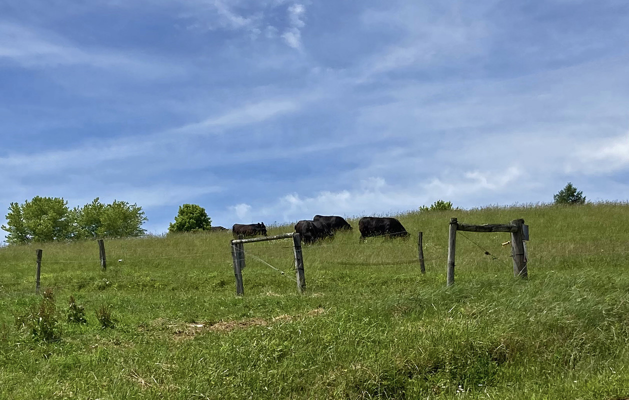 2024-06-01 Laurel Hill Creek 6 - Black Angus