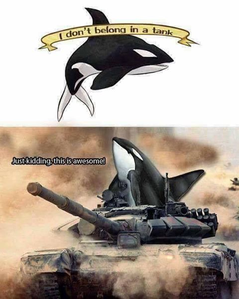 kit u tenku