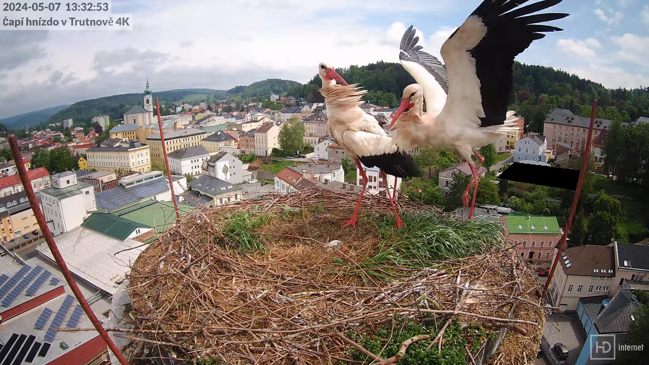 Tiešraidē no stārķa ligzdas uz alus darītavas skursteņa Trutnovā 9-56-15 screenshot