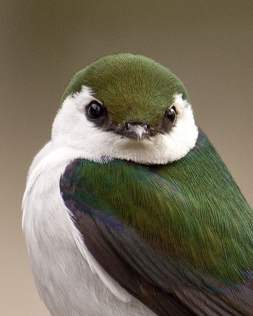 greenbird70.jpg