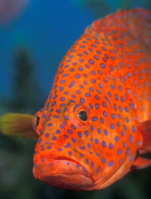 Blue-Spotted-Grouper-20x30~2