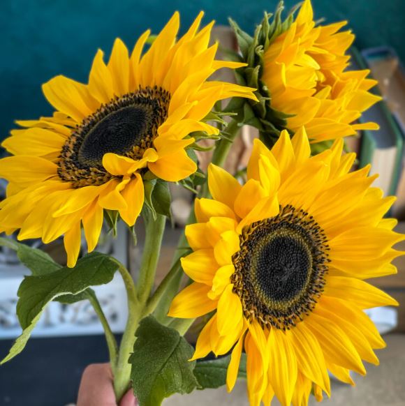 [tanyaflower] Подсолнухи (Татьяна Кононова)