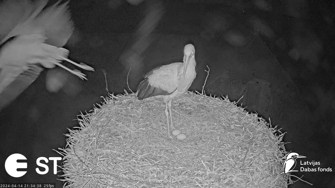 Baltie stārķi (Ciconia ciconia) Tukuma novadā - LDF tiešraide __ White storks in Tukums, Latvia 15-2