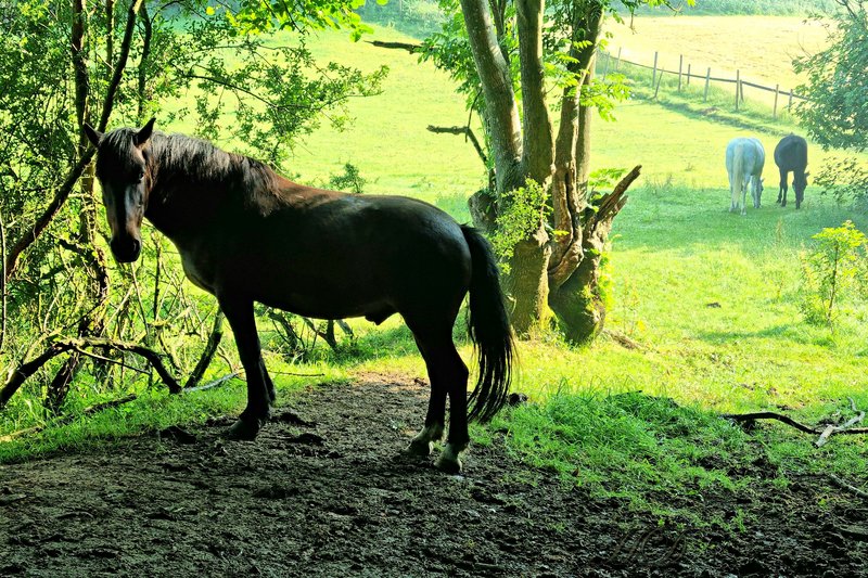 horse-in-the-morning-field-HD.jpg