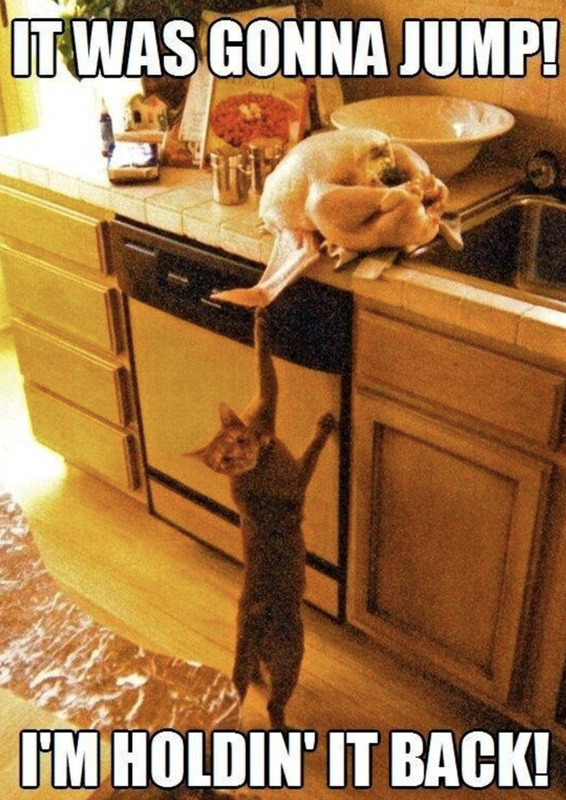 CAT-HOLDING-TURKEY-BACK