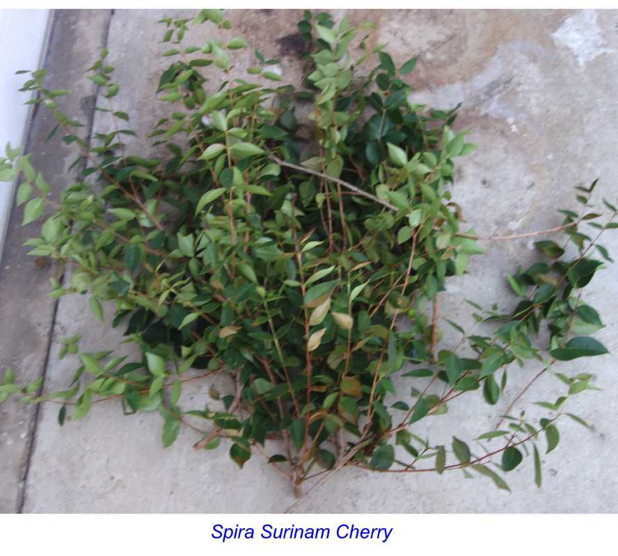 Spira-Surinam Scions (6-21-25)-pic1