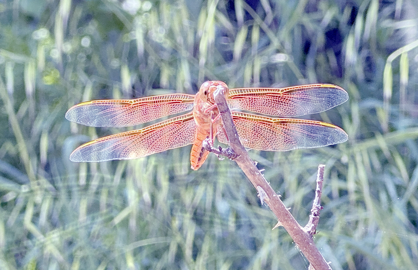 [Image: dragonfly.jpg]