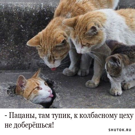 1707418181-shutok-ru-18829328.jpg